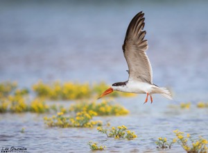 African Skimmer