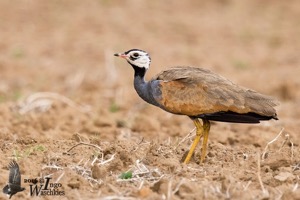 Adult male Blue Korhaan