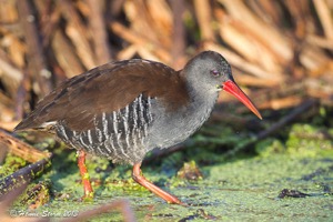 African Rail at Marievale