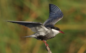 Whiskered Tern