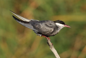 Whiskered Tern