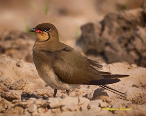Collared Pratincole