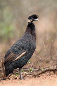 Adult Crested Guineafowl