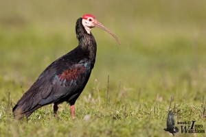 Southern Bald Ibis