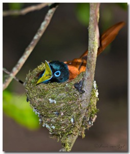 African Paradise-Flycatcher