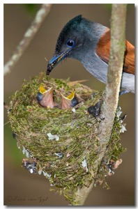 African Paradise-Flycatcher