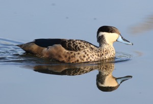 Hottentot Teal