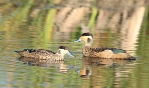 Hottentot Teal