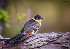Great Spotted Cuckoo