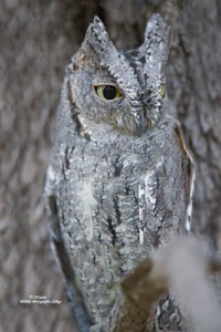 Scops Owl
