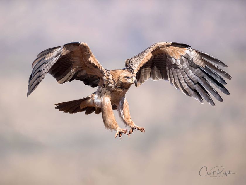 Tawny Eagle
