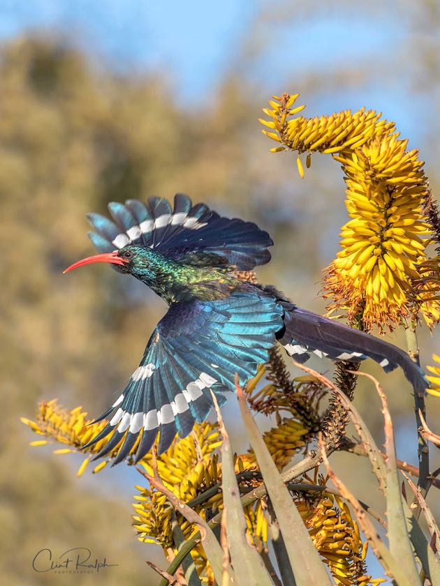 Green Wood Hoopoe
