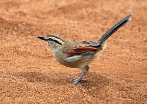 Brown-crowned Tchagra ... Mkhuze Reserve