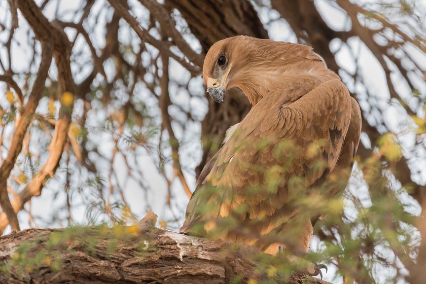 Tawny eagle