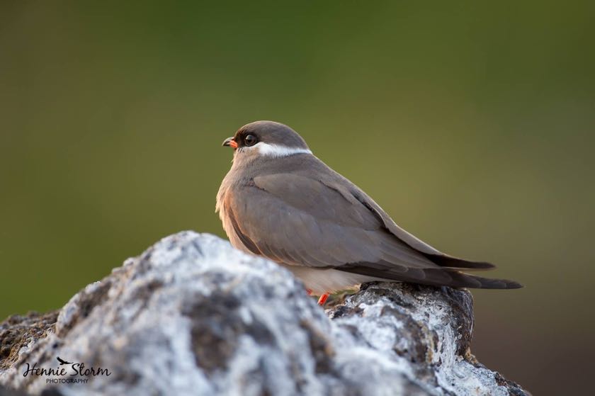 Rock Pratincole 