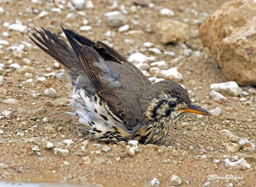 Groundscraper Thrush