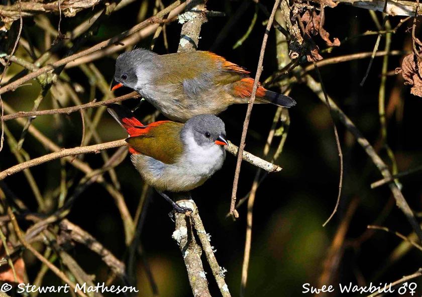 Swee Waxbills