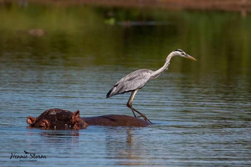 Grey Heron