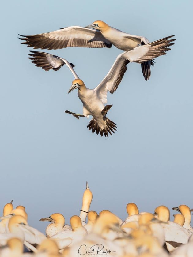 Cape Gannet colony