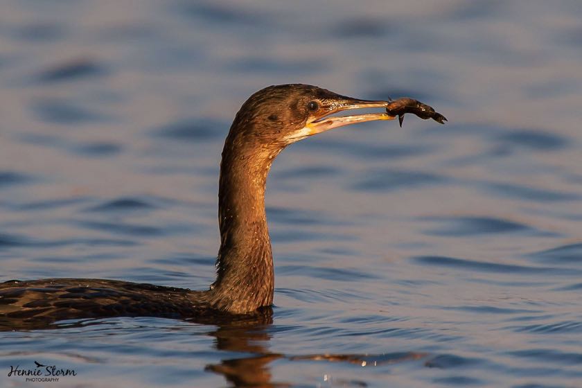 Reed Cormorant