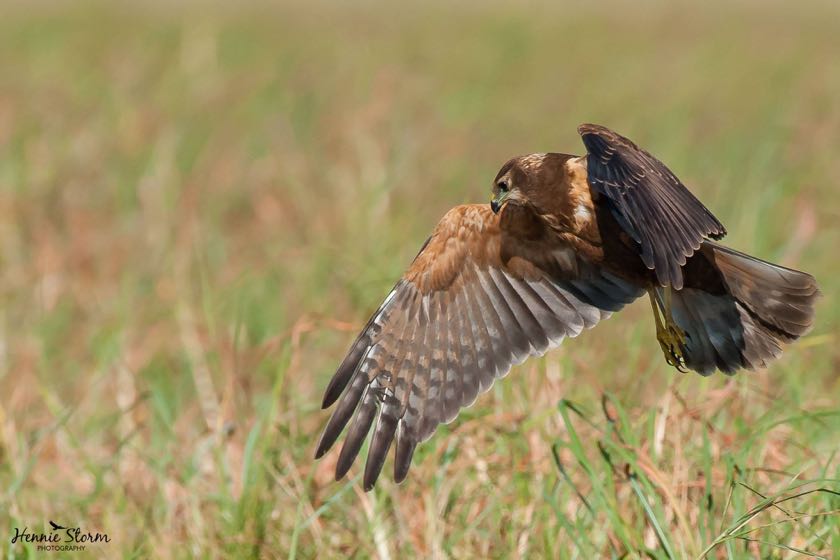 African Marsh Harrier