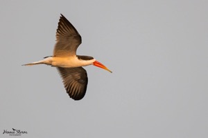 Skimmer