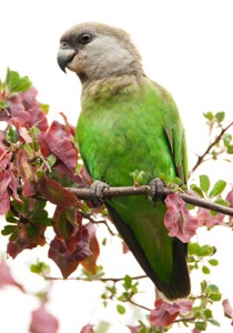 Brown-headed Parrot