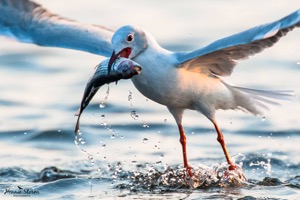 Grey headed Gull