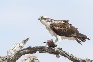 Osprey