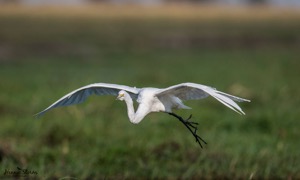 Great Egret