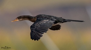 Reed Cormorant