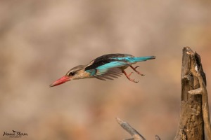 Brown-hooded Kingfisher