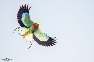 Lilac-breasted Roller