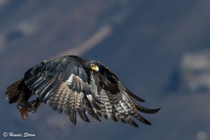 Verreaux's Eagle at Giants Castle