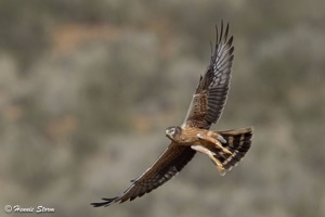 Pallid Harrier