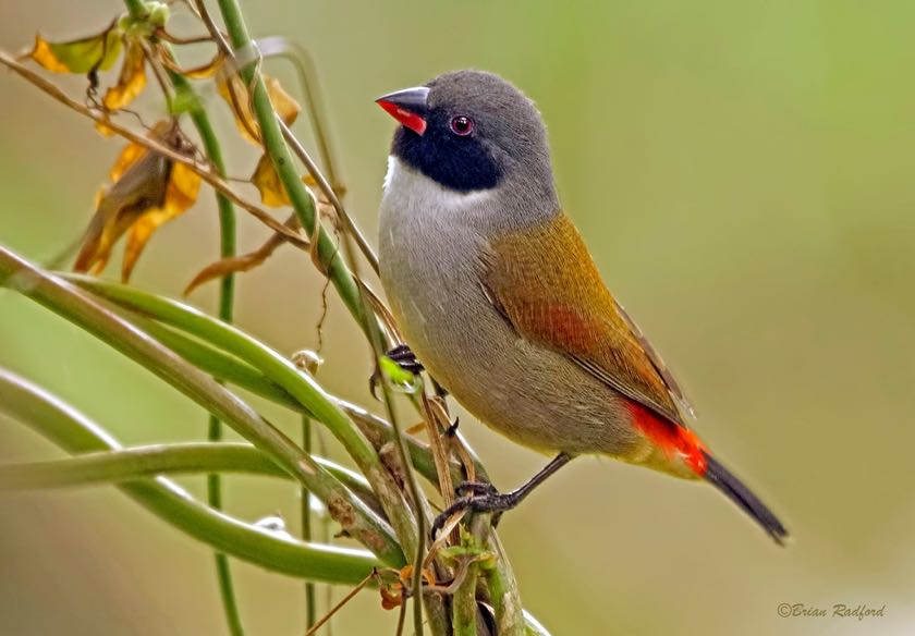 Swee Waxbill