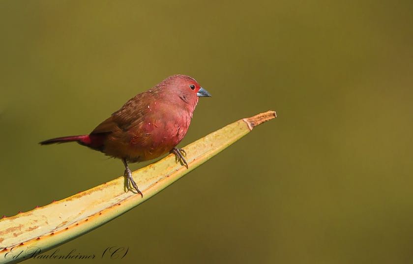 Jameson's Firefinch