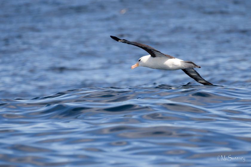 Black-browed Albatross