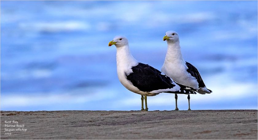 Kelp Gulls