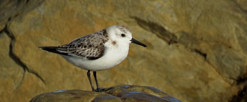 Sanderling, Port Alfred