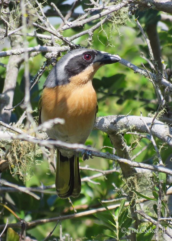 Olive Bush-Shrike (male ruddy morph)