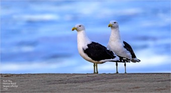Kelp Gulls