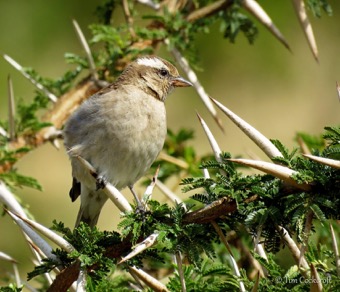 Yellow-throated Petronia
