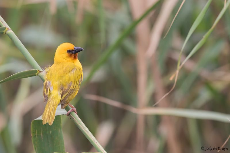 Brown-throated Weaver