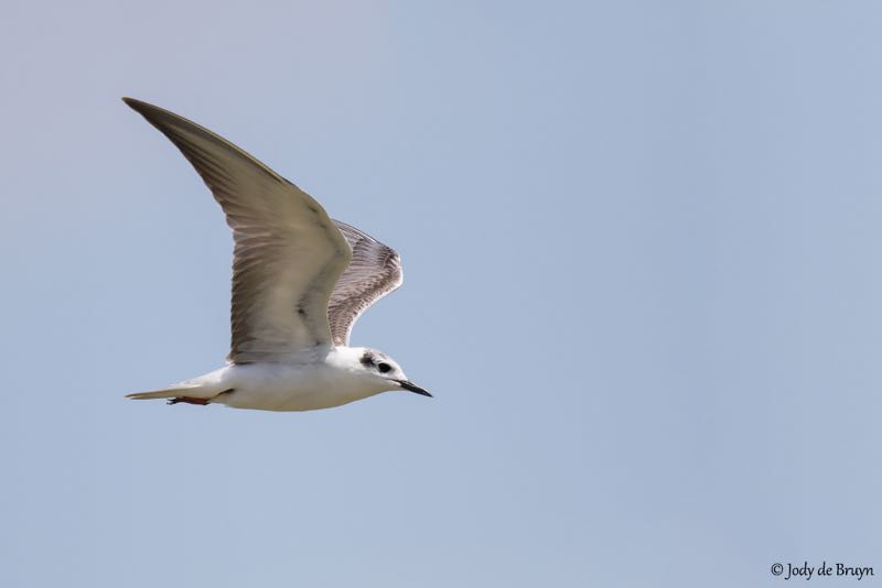White-Winged Tern