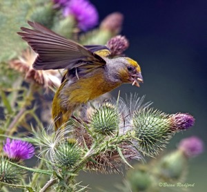 Cape Canary