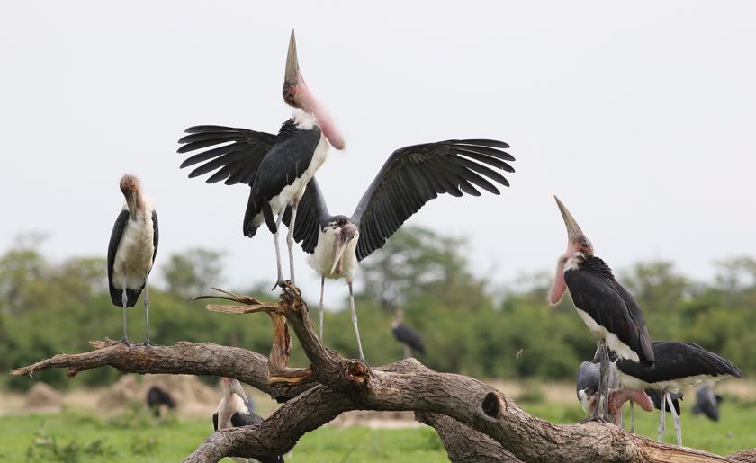 Marabou Storkl