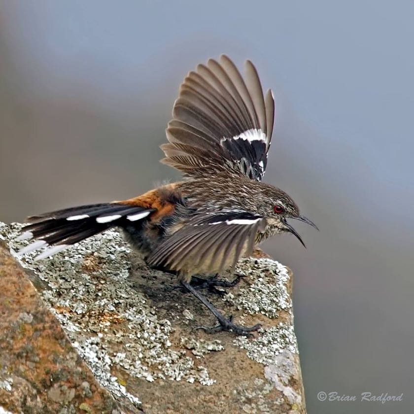 Drakensberg Rock-jumper