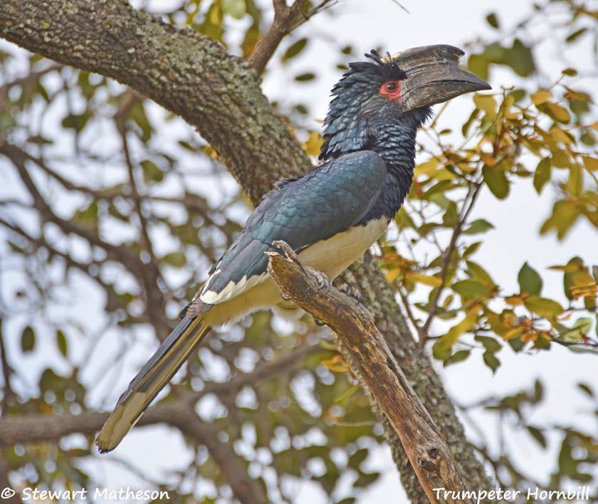 Trumpeter Hornbill
