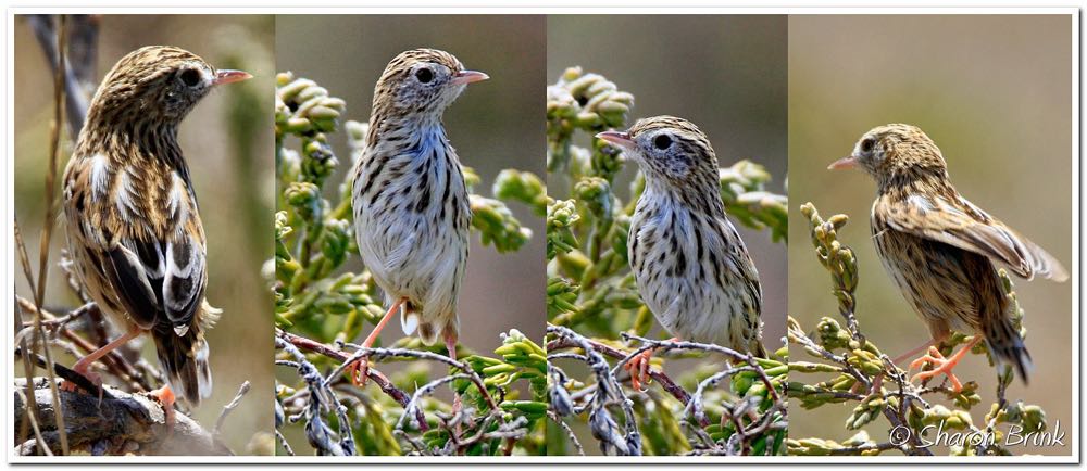 Cloud Cisticola